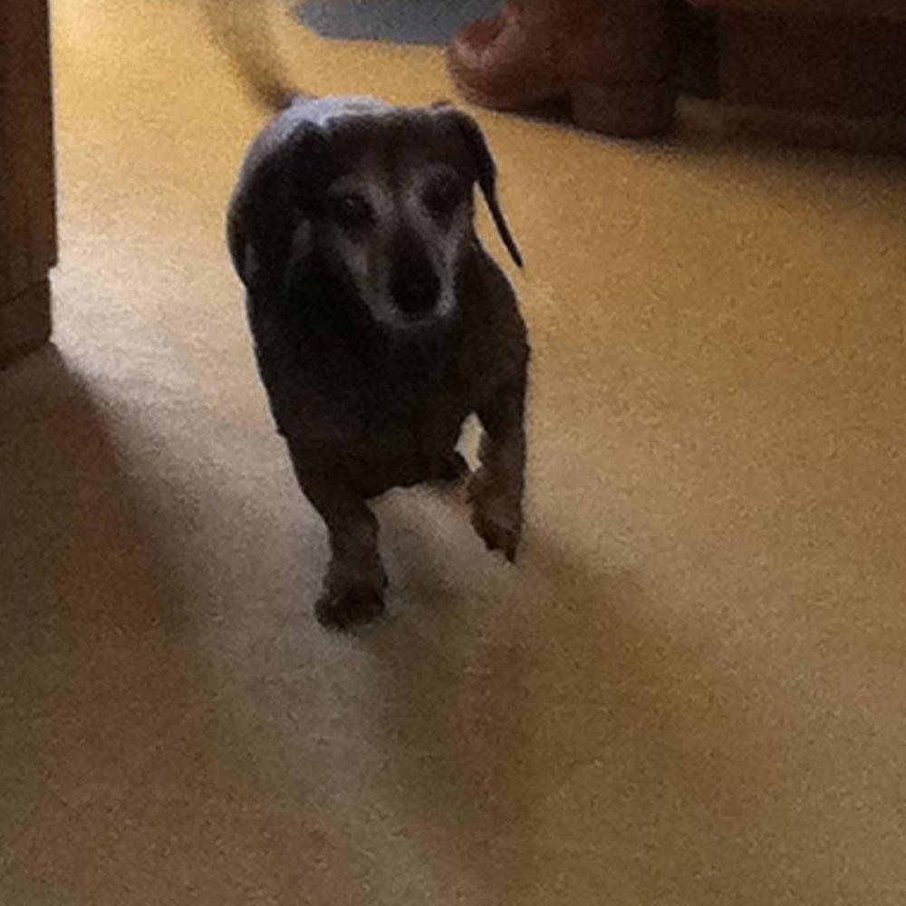 Meet your Posher, Teeny